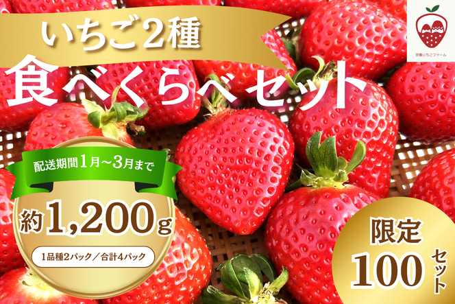 何が届くかお楽しみ！人気のいちご2品種食べ比べセット【宗像いちごファーム】_HA1785