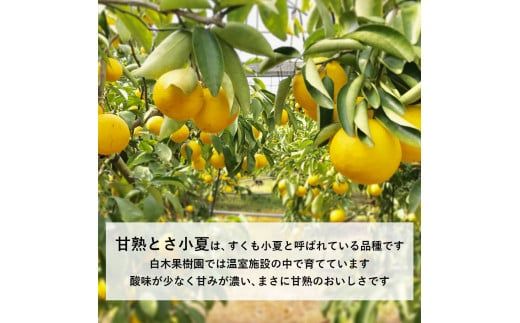 【先行予約】甘熟とさ小夏 約3kg S～Lサイズ〈2027年4月上旬～2027年5月中旬頃発送〉  / 特選品 贈答用 果物 柑橘 フルーツ 日向夏 ニューサマーオレンジ こなつ 小夏 すくも小夏 宿毛小夏 みかん【白木果樹園】 [BQAI029]