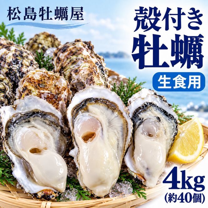【先行予約の生牡蠣】殻付き 牡蠣 生食用 4kg (約40個) 宮城県産 送料無料 生牡蠣 かき カキ 牡蛎 松島牡蠣屋 産地直送 ふるさと納税 魚介類 バーベキュー BBQ ギフト