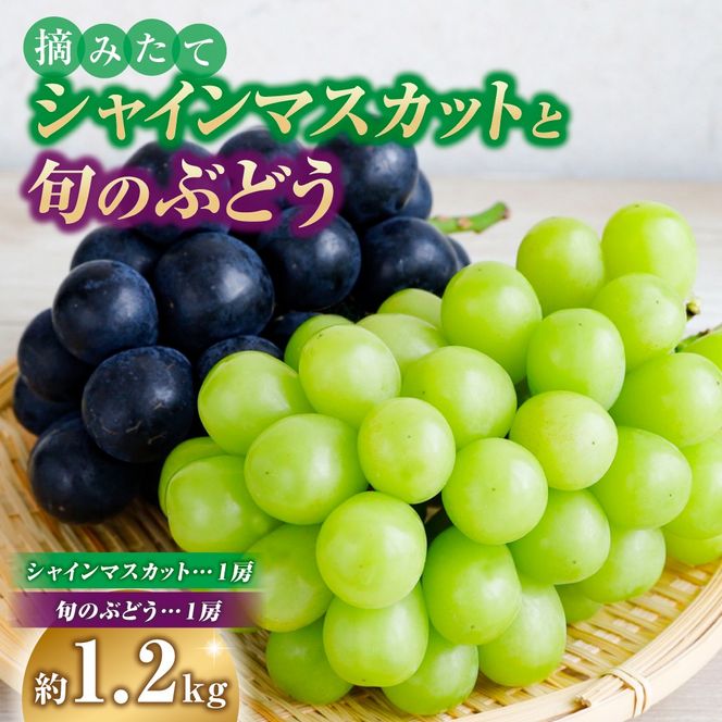 【先行受付・産直もぎたて】摘みたてシャインマスカットと旬のぶどう 1.2㎏程度（国産 フルーツ 果物 くだもの ブドウ シャインマスカット 2025 先行受付 贈答用 限定）