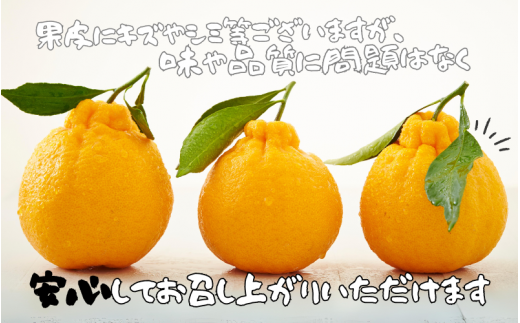 みかん 不知火 【ランキング急上昇！】 訳あり品 M-4L サイズおまかせ 石本農園の 不知火 4.5kg【2026年2月上旬から3月上旬までに順次発送】 / くだもの フルーツ 果物 柑橘 わけあり 訳あり 家庭用 ご家庭用 不知火 みかん ミカン 蜜柑 デコポン 人気 甘い ジューシー【mis012A】
