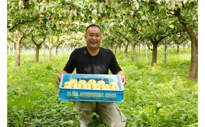 【先行予約】樹上完熟 二十世紀梨 3kg(7～10個)（2026年8月下旬～発送） 20世紀梨 梨 国産 期間限定 ふるさと納税 フルーツ ふるさと納税 なし 梨 果樹園直送 生産者応援 農家応援　BF00023