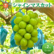 ぶどう 贈答用 シャインマスカット 約2kg 3～4房 高梁市産  2027年 先行予約 贈答用 化粧箱 大粒 葡萄 ブドウ うめづぶどう園