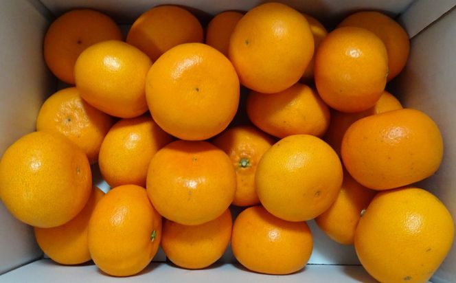 一度は食べていただきたい「有田産のせとか」約4～5kg（サイズおまかせ）★2027年2月中旬頃より順次発送［TM138］ 303446_XH92028