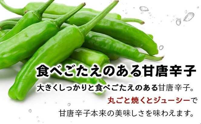 ＜先行予約＞北海道伊達産 大滝農園 甘唐辛子「松の舞」・ピーマン セット 約計2kg 野菜