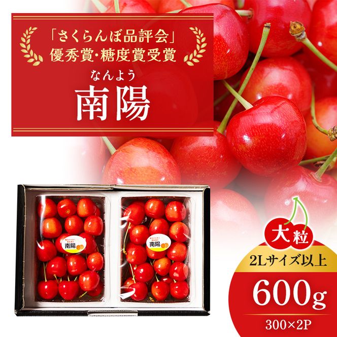 2027年発送 北海道 仁木町産 ジャンボサイズ さくらんぼ 【 南陽 】 2Lサイズ以上 300g×2パック 計600g　サクランボ チェリー フルーツ 果物 果物類  仁木町 仁木 [嶋田茂農園匠]