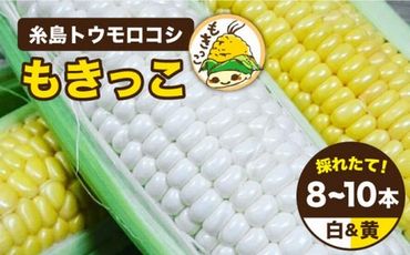 【 先行予約：2025年6月下旬以降順次発送 】 糸島 トウモロコシ 『もきっこ』 白 黄 ミックス （ 10本前後 ） 《糸島》 【内田農業】 [AZH003]