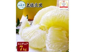 【日本ギフト大賞2024受賞】園主こだわりミニチュア土佐文旦ぶんたん 7kg 23～28玉〈2027年1月中旬から4月下旬発送〉 超小玉土佐文旦 ブンタン フルーツ 柑橘 みかん 果物 柑橘類 デザート 高知県 土佐市【やの一果彩】[BQAC027]