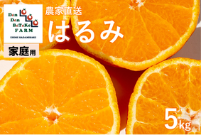 【先行予約】【家庭用】はるみ 約5kg | 柑橘 みかん 果物 フルーツ 愛媛県産 農家直送 　※離島への配送不可　※2025年2月上旬より順次発送予定