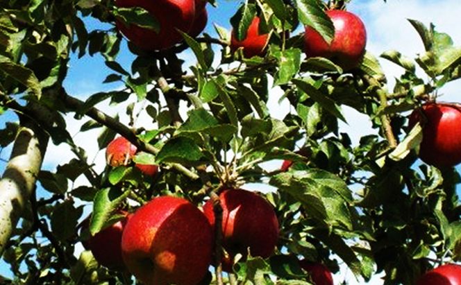 【2026年9月～発送】 紅玉約3kg 7～9玉 りんご 長野県産