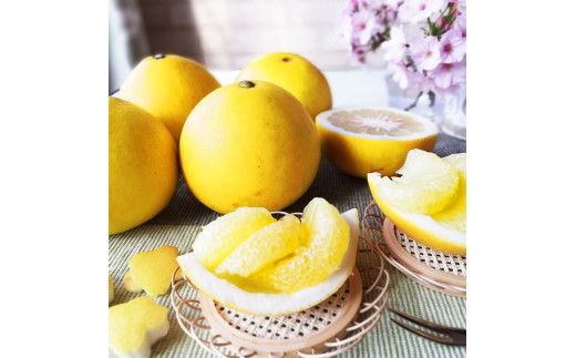 マルツジ果樹園の土佐文旦 家庭用(特大) 約1.5kg 1.5キロ 4Lサイズ 2個入り ぶんたん ブンタン フルーツ 柑橘 みかん 果物 くだもの 柑橘類 デザート ご自宅用 ご家庭用 お取り寄せ 国産