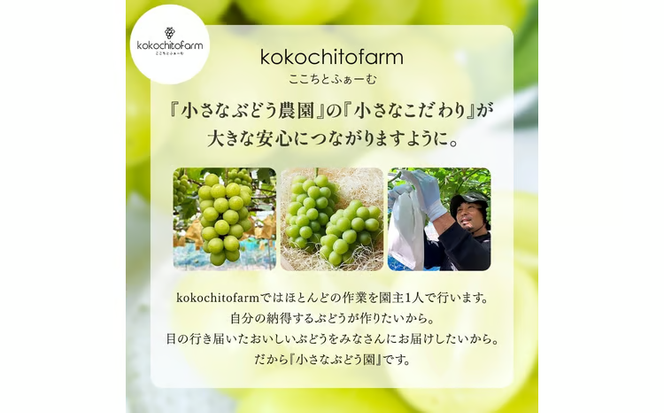 【2026年先行予約】 小さなぶどう園の シャインマスカット ご家庭用 2～3房 1kg以上 ここちとふぁーむ 岡山産シャインマスカット ぶどう シャインマスカット 真庭市 【koko002-02】