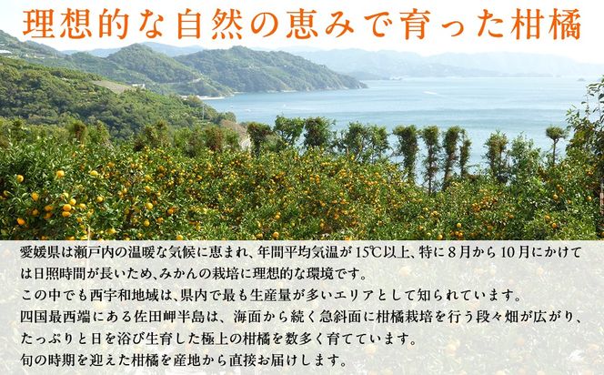 JAにしうわ みつる共選 「蜜る」4kg（2S～2L）※離島への配送不可（2026年11月中旬より順次発送予定） IKTBC004