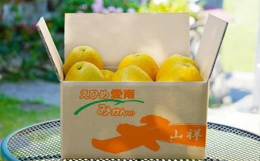 数量限定 先行予約 河内晩柑 樹齢 25年以上 大玉 9kg （ 2Lサイズ 以上 ） 11000円 みかん mikan 蜜柑 ミカン かわちばんかん 愛南ゴールド あいなん ゴールド 文旦 派生 和製 グレープフルーツ 産地直送 国産 農家直送 期間限定 特産品 ゼリー ジュース アイス 等に 人気 限定 甘い さわやか フルーツ 果物 柑橘 蜜柑 みかんの山祥 愛南町 愛媛県
