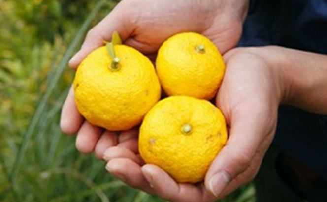 柚子の香り広がる赤柚子胡椒【吹屋の紅だるま4個セット】 調味料 万能調味料 