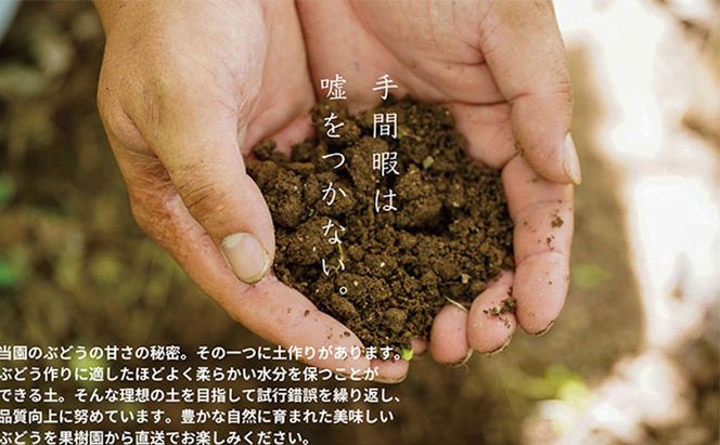 厳選 シャインマスカット 2～3房 合計1.7kg以上 産地直送 朝採れ ぶどう 葡萄 Kawahara Green Farm 岡山県産 2026年 先行予約