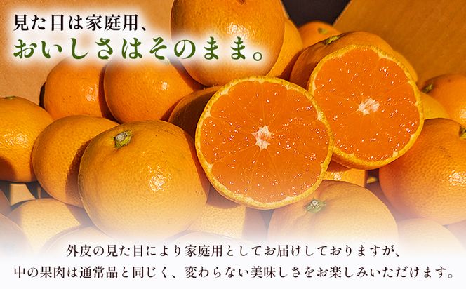 山北みかん（露地） 10.0kg 家庭用 sq-0004