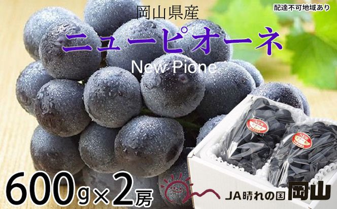 ぶどう 2026年 先行予約 ニュー ピオーネ 約600g×2房 ブドウ 葡萄  岡山県産 国産 フルーツ 果物 ギフト 果物類 ニューピオーネ 酸味 大粒 種なし 人気 高糖度 甘い 果汁 
