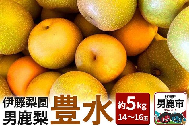 【先行受付】男鹿梨 「伊藤梨園」の豊水 梨 約5kg 2L～3L 14～16玉 秋田県 男鹿市 旬の果物 2026年9月下旬以降出荷|23_itn-010501