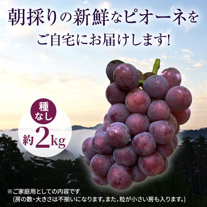 訳あり 辻葡萄園 の ピオーネ 約2kg ご家庭用 岡山県産 ぶどう 葡萄 果物 フルーツ 2026年 先行予約 果物類 数量限定