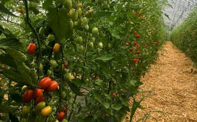 北海道仁木町産 ミニトマト100％ジュース1000ml×6本・自然栽培ブルーベリージャム120g×2本セット 栽培期間中 除草剤・化学農薬・化学肥料不使用 野菜ジュース 果汁飲料 野菜飲料 [iori farm hokkaido]