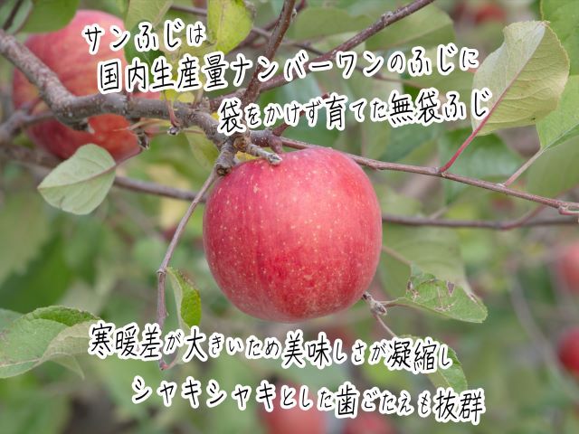 りんご 青森 サンふじ リンゴ 約 5kg (14～18玉) 青森県 鰺ヶ沢町産 ヒバリノ園 フルーツ 果物 果物類 白神山地 林檎 サンフジ ふじ ※オンライン決済のみ 