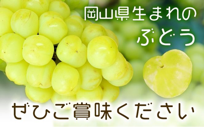 【2027年先行予約】瀬戸ジャイアンツ 2房 (1房480g以上) 合計約1kg 化粧箱入り 株式会社山博《2027年9月上旬-10月上旬頃出荷》岡山県 笠岡市 ぶどう マスカット 果物 大粒 種なし 桃太郎ぶどう 岡山県産 国産 送料無料【配送不可地域あり】---Y-50---
