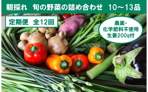 【12回定期便】栽培期間中に農薬不使用の生姜200gと旬の野菜詰め合わせ10～13品目 野菜 野菜セット 詰め合わせ しょうが ショウガ 旬 新鮮 朝どれ 取り寄せ 定期便【株式会社SIMA】 [BQAZ008]