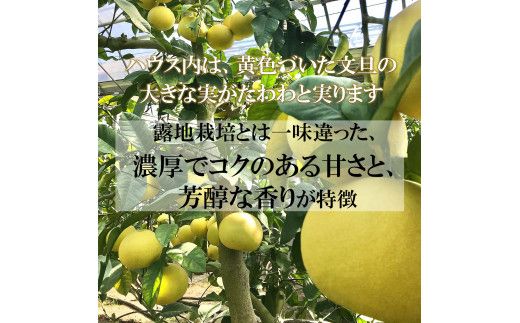 【先行予約】温室土佐文旦 L～3L 約6kg（10～14個入り）〈2026年12月上旬～12月下旬頃〉/ 高糖度 温室 ブンタン ぶんたん 土佐文旦 ハウス文旦 約6キロ 高知県 土佐市産 フルーツ 果物 高知県 土佐市【白木果樹園】 [BQAI040]