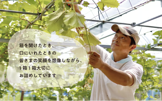 【2026年先行予約】訳あり ピオーネ /約2.0kg~ (岡山県産) / ぶどう ブドウ 葡萄 ピオーネ 先行予約 フルーツ 果物 真庭市 フルーツ王国 きよとう果樹園 訳アリ【KF-B068-03】