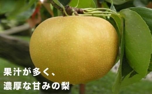 【訳あり】南水 約3kg ［新規就農者応援コース 幸作会］ 梨 なし フルーツ 果物 ワケアリ 傷 キズ 不揃い 規格外 家庭用 長野県産 信州 数量限定 【2025年9月中旬発送】［K-41］