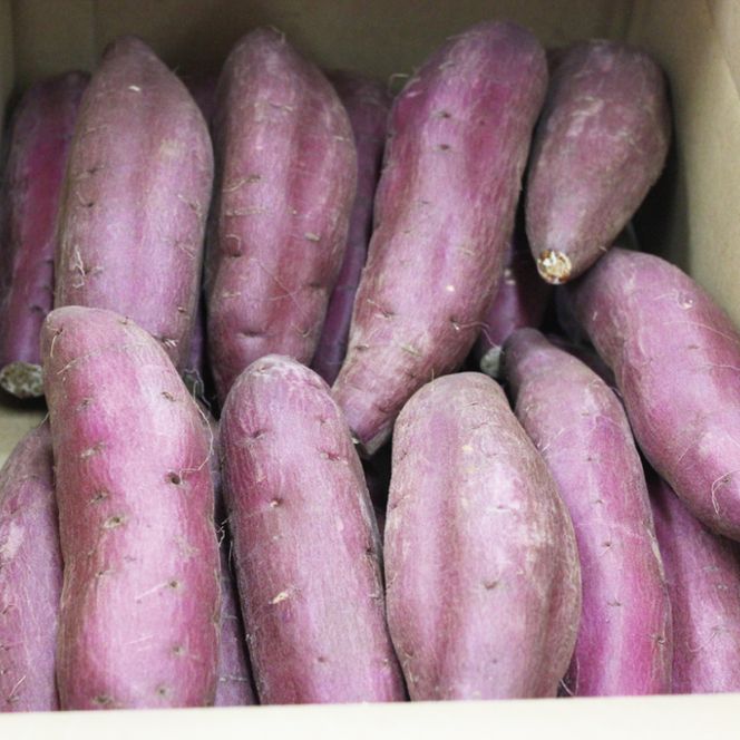 農産物直売所「やさいの声」★訳あり★さつまいも(品種おまかせ) 約10kg｜さつまいも 芋 サツマイモ 訳あり わけあり ワケアリ おまかせ 10kg 紅はるか シルクスイート すずほっくり くりかぐや あいこまち(EK-15)
