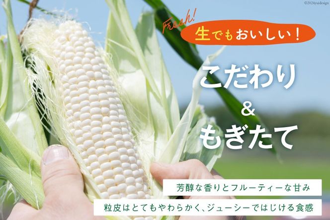 AI206 とうもろこし スイートコーン ホワイト 5kg 10〜12本 [ トウモロコシ コーン ホワイトコーン 野菜 5キロ さかいさんち SAKAI FARM 長崎県 島原市 ]