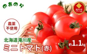 【2026年産先行受付】【栽培期間中 農薬不使用 】 北海道 滝川市 産 ミニトマト (赤) 約1.1kg （2026年7月中旬発送） トマト 野菜 やさい みにとまと