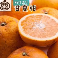 ［先行予約］家庭用 甘夏柑10kg+250g（傷み補償分）［初夏のみかん・旬の果物］［有田産］［光センサー食べ頃出荷］［わけあり・訳あり］ 	CZ138