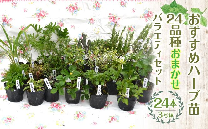 【ハーブショップYOU'樹】【おまかせセット】『ハーブとの出会いから約50年。山梨県唯一の「地域特産物ハーブマイスター」が育てるハーブ苗』おすすめハーブ苗3号ポット24種バラエティセット SWBE015
