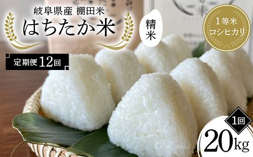 【全12回定期便】令和8年産 岐阜県産 棚田米 1等米コシヒカリ はちたか米 精米20kg（12回） F4N-3125