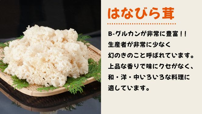 花びらたけ 粉末 3袋 セット（各 50g ） （茨城県共通返礼品：城里町） 花びら茸の粉末 ハナビラタケ 野菜 乾燥 花びらたけ きのこ パウダー 手軽 時短 [DY008us]