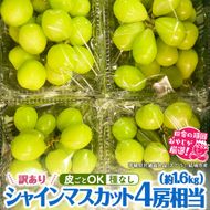 【2026年9月より発送開始】【 訳あり 】 シャインマスカット 4房相当（約1.6kg）  田舎の頑固おやじが厳選！（茨城県共通返礼品 [ぶどう]：結城市産）果物 フルーツ 不揃い わけあり 先行予約 家庭用 フルーツ ブドウ 果物 ぶどう シャイン マスカット くだもの 先行予約 [BI208-NT]