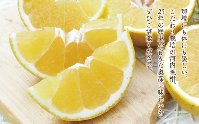 数量限定 先行予約 河内晩柑 樹齢 25年以上 訳あり 9kg （ Mサイズ 以上 ） 9000円 みかん mikan 蜜柑 ミカン わけあり かわちばんかん 愛南ゴールド あいなん ゴールド 文旦 派生 和製 グレープフルーツ 産地直送 国産 農家直送 期間限定 特産品 ゼリー ジュース アイス 等に 人気 限定 甘い さわやか フルーツ 果物 柑橘 蜜柑 みかんの山祥 愛南町 愛媛県