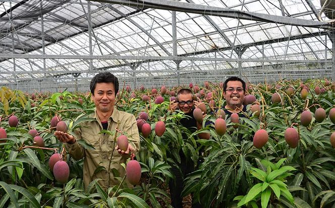 【2026年発送】農家さん直送！アップルマンゴー2kg以上　家庭用 アーウィン 果物 甘い 夏 濃厚 ギフト Mango ランキング 完熟 お気に入り 収穫 人気 甘味 フルーツ 沖縄県 先行予約 食品 デザート 産地直送 送料無料