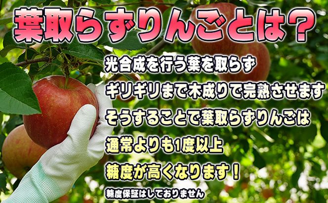 10月発送 家庭用 葉取らず とき 約 3kg【 訳あり 】鶴翔りんごGAP部会 青森県産 津軽産 リンゴ 林檎 トキ 果物類 フルーツ りんご