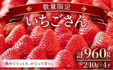 [先行予約]240g×4P 佐賀県産いちご「いちごさん」 計960g![先行予約]2025年1月中旬より発送 A-66-AS