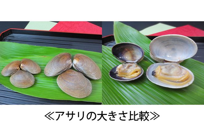2027年4月から配送 北海道厚岸産 特大 あさり (砂出し済み)  500g ×2袋 (合計約1kg) アサリ 浅利 