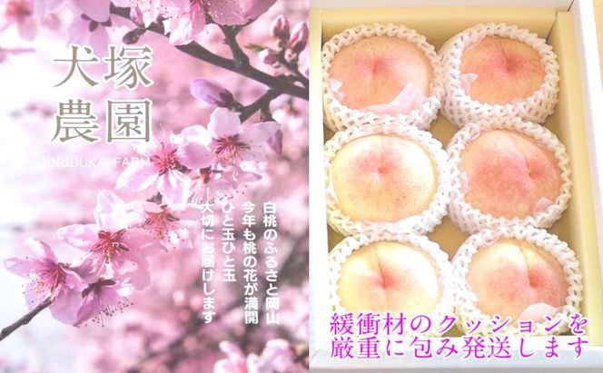 もも 2026年 先行予約 岡山匠の白桃 約2.4kg 7～9玉 犬塚農園 岡山県産 白桃 桃 モモ ギフト 初夏 みずみずしい