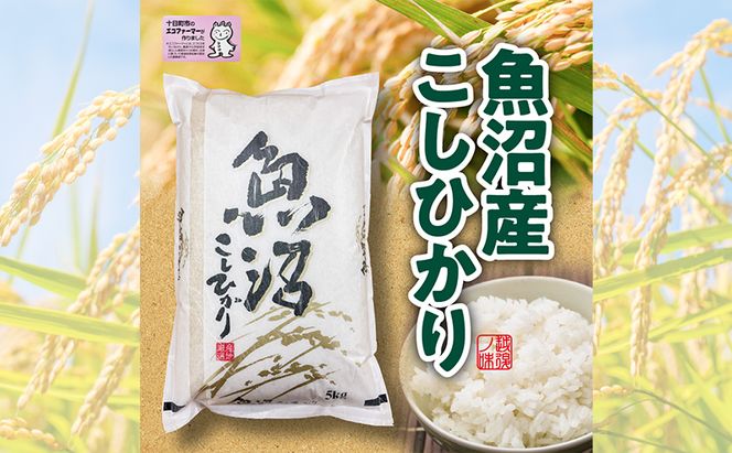 米 2025年産 十日町産こしひかり 精米5kg コシヒカリ コメ 十日町市 