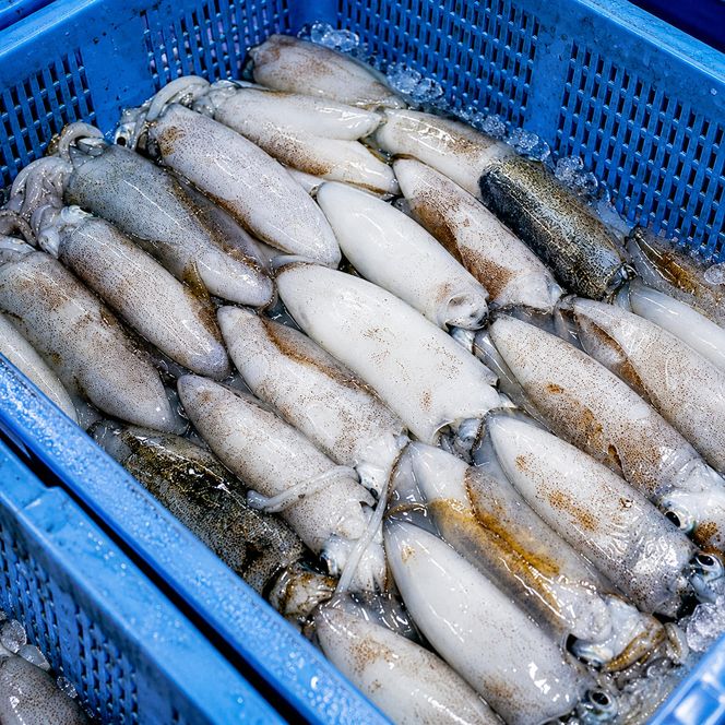 柔らか肉厚のスルメイカ一夜干し 3枚 魚貝類 イカ いか スルメイカ お酒 つまみ 特大 新鮮 保存 冷凍 国産 送料無料 酒の肴 酒のつまみ  myz02 myz09 myz11 myz17 myz23