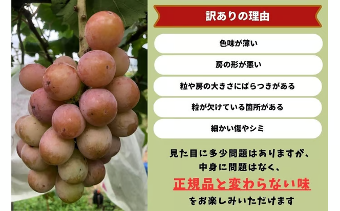 【2026年先行予約】岡山県産 【訳あり】 クイーンニーナ 1.1kg以上（2～3房）産地直送 朝採れ / ぶどう 葡萄 先行予約 フルーツ 真庭市【kgftmt018-02】