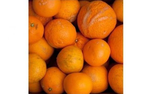 ＜2月より発送＞家庭用 清見オレンジ10kg+250g（傷み補償分）【光センサー食頃出荷】【樹上完熟きよみオレンジ・清見タンゴール・清美】【わけあり・訳あり】