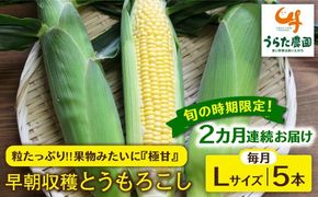 【全2回定期便】【2024年6月中旬以降順次発送】果物みたいに『極甘』早朝収穫 とうもろこし Lサイズ(300g)×5本 糸島市 / 有限会社ウラタ農園 [ALI005] とうもろこし トウモロコシ 贈答 甘い お中元 野菜 夏野菜
